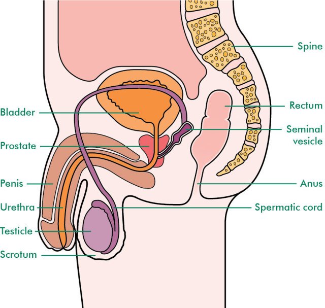 Male reproductive organs